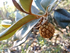 Duguetia furfuracea