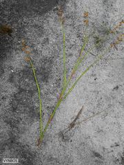 Platycaulos cascadensis