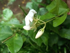 Jasminum