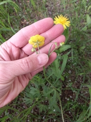 Ranunculus propinquus