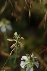Nigella gallica