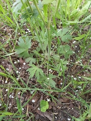 Ranunculus propinquus