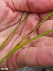 Platycaulos cascadensis