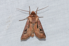 Agrotis vancouverensis