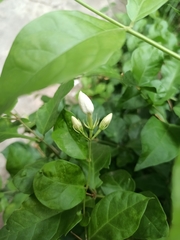 Jasminum