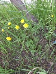 Ranunculus propinquus