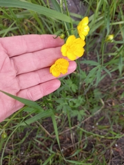 Ranunculus propinquus