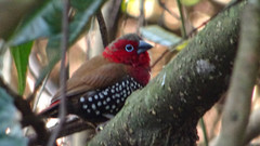 Hypargos niveoguttatus