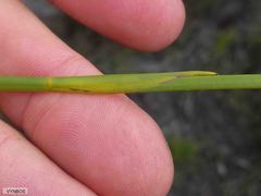 Platycaulos cascadensis