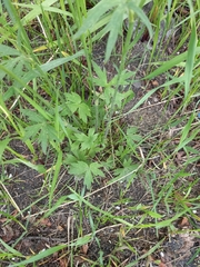 Ranunculus propinquus