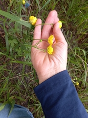 Ranunculus propinquus