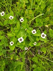 Cornus suecica
