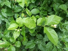 Jasminum