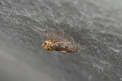 Oncopsis californica