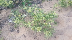 Vincetoxicum sibiricum