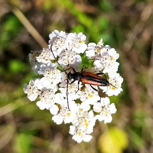 Black-striped Longhorn Beetle photo 2
