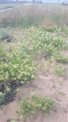 Vincetoxicum sibiricum