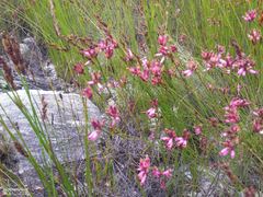Erica cristata