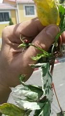 Cheilomenes sexmaculata