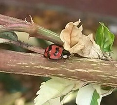 Cheilomenes sexmaculata