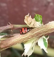 Cheilomenes sexmaculata