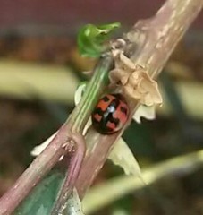 Cheilomenes sexmaculata