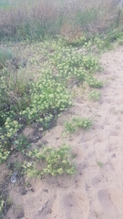 Vincetoxicum sibiricum