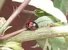 Cheilomenes sexmaculata