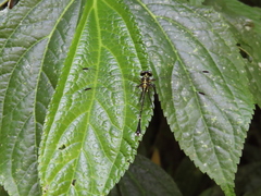 Leptogomphus sauteri formosanus