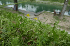Brassicaceae