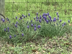 Muscari neglectum