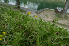 Brassicaceae