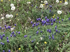 Muscari neglectum