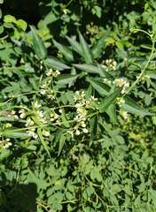 Vincetoxicum hirundinaria