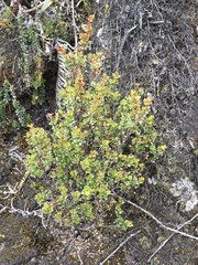 Weinmannia cochensis