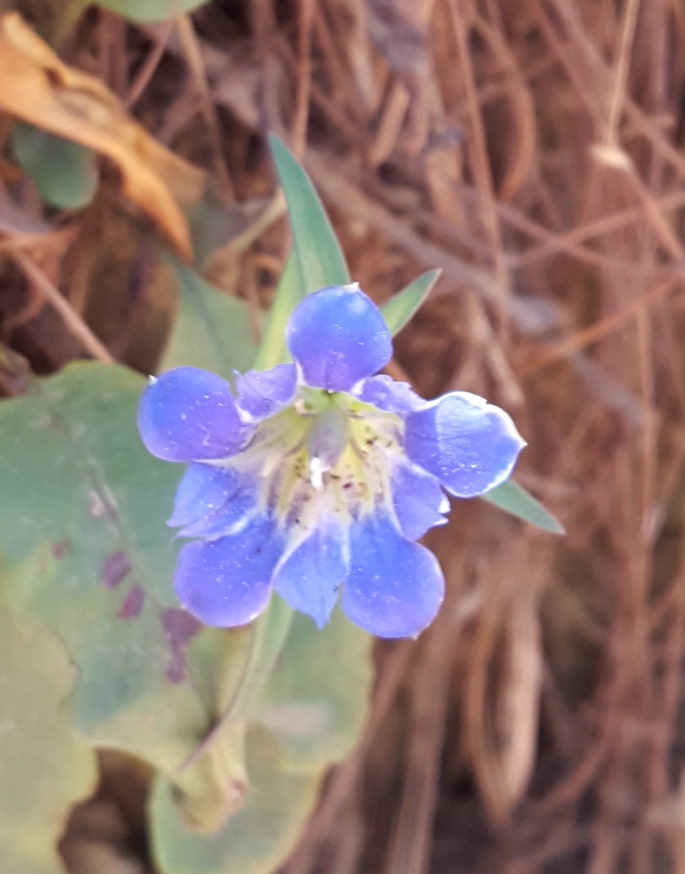 Gentiana laevigata