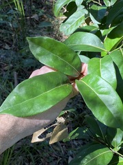 Cryptocarya foetida