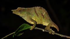 Rhampholeon chapmanorum