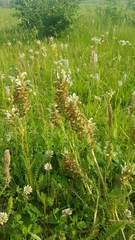 Pedicularis venusta