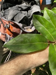 Cryptocarya foetida