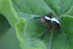 Oxyopes singularis