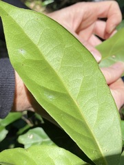 Cryptocarya foetida