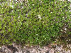 Syntrichia calcicola