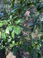 Cryptocarya foetida