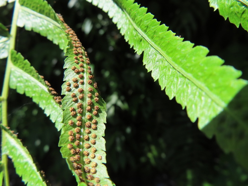 Thelypteris truncata iNat (2)