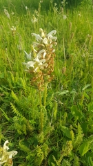 Pedicularis venusta