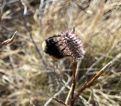 Bombus johanseni