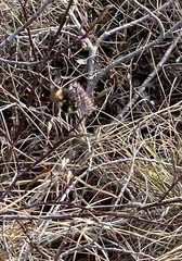 Bombus johanseni