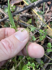 Chenopodium nutans