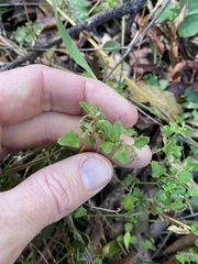 Chenopodium nutans